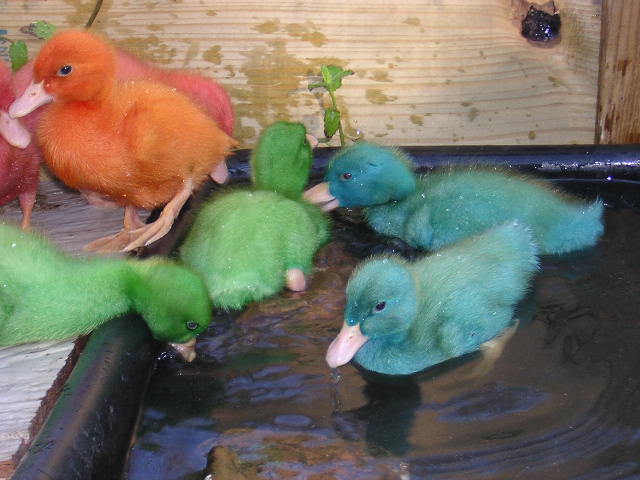 Christian Baby Ducks